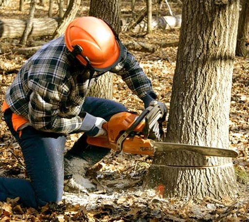 Tree Removal in Wynona, OK